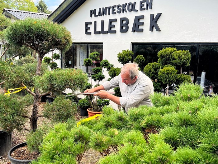 Foto: Planteskolen Ellebæk.