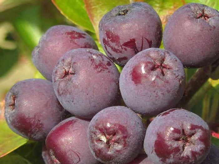 Aroniarøn, Sorbus x 'Burka'. Foto: GC Plant