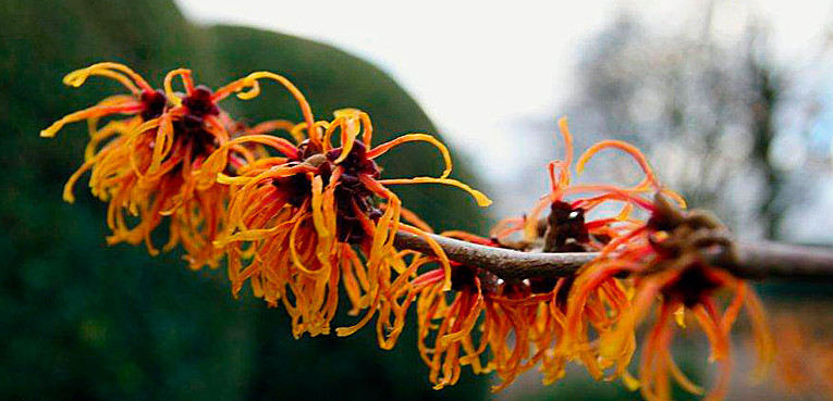Troldnød, Hamamelis mollis, orange. Foto: Haveselskabet