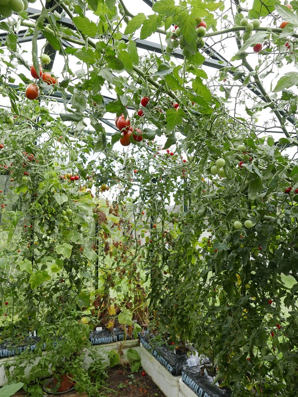 Her dyrkes tomater i kapillærkasser i drivhuset. Det kræver, at man ugentligt fylder efter med vand, når planterne er i vækst. Foto: Bodil Damgaard Petersen