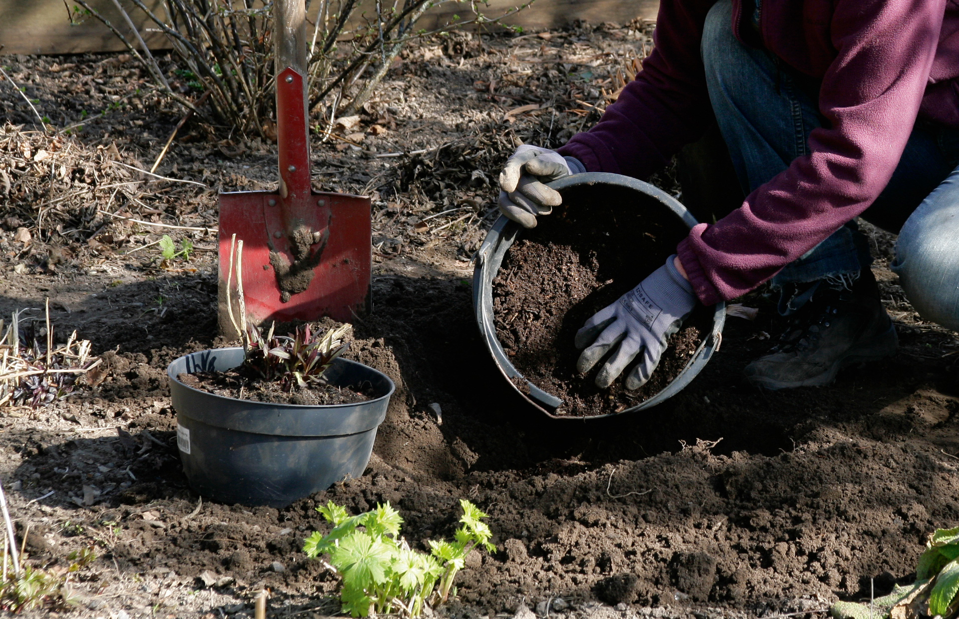 Kompost lægges ud i bedet inden plantning. Foto: Sophia Gardner