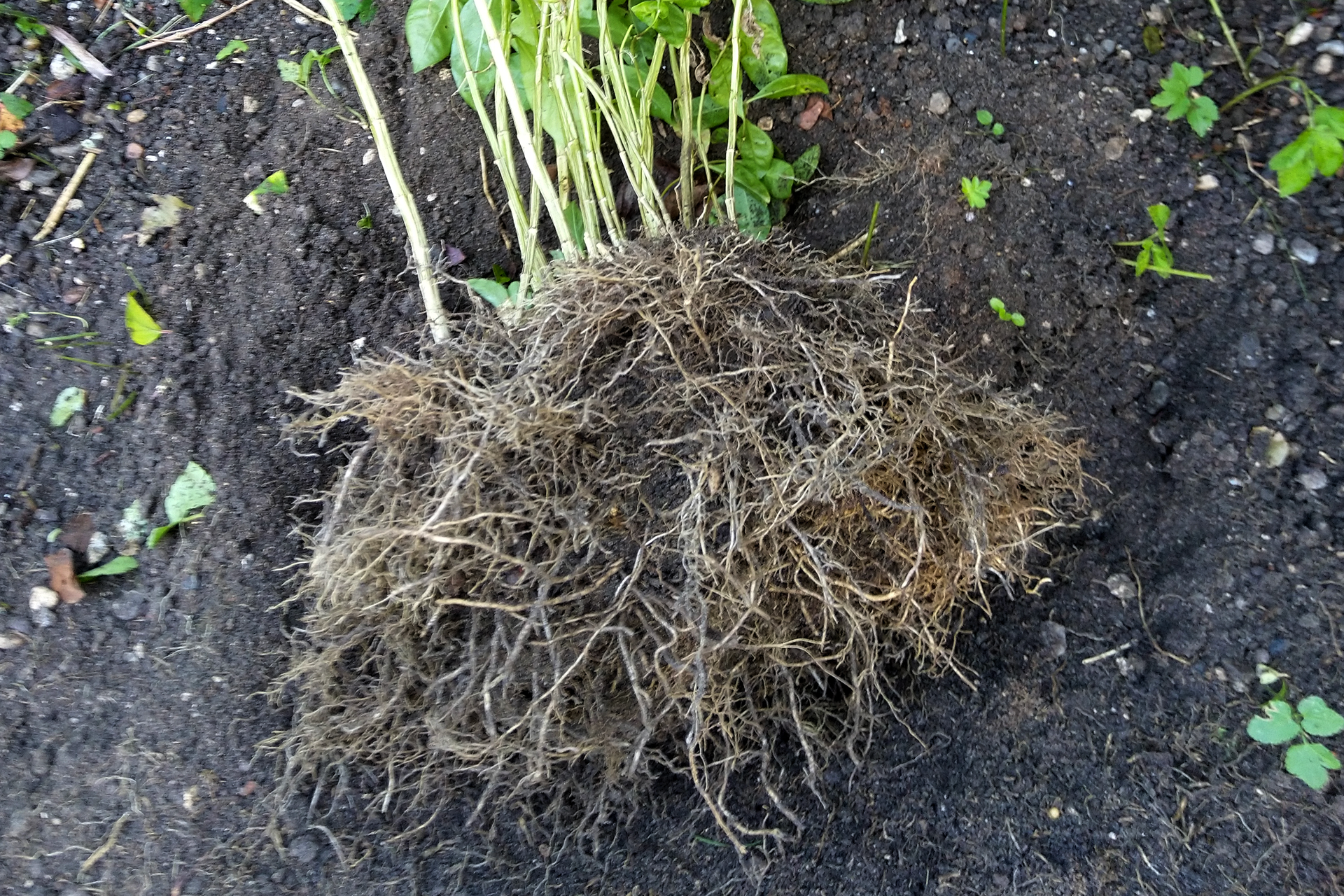 Trin 1: Grav moderplanten op. Foto: Haveselskabet