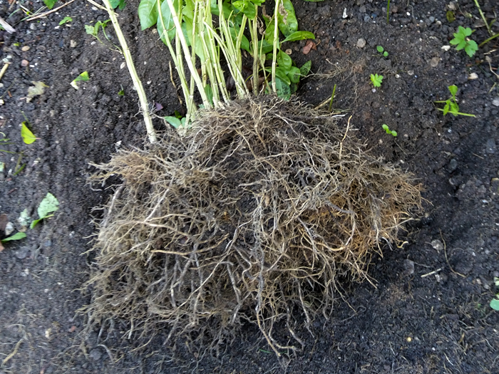Trin 1: Grav moderplanten op. Foto: Haveselskabet