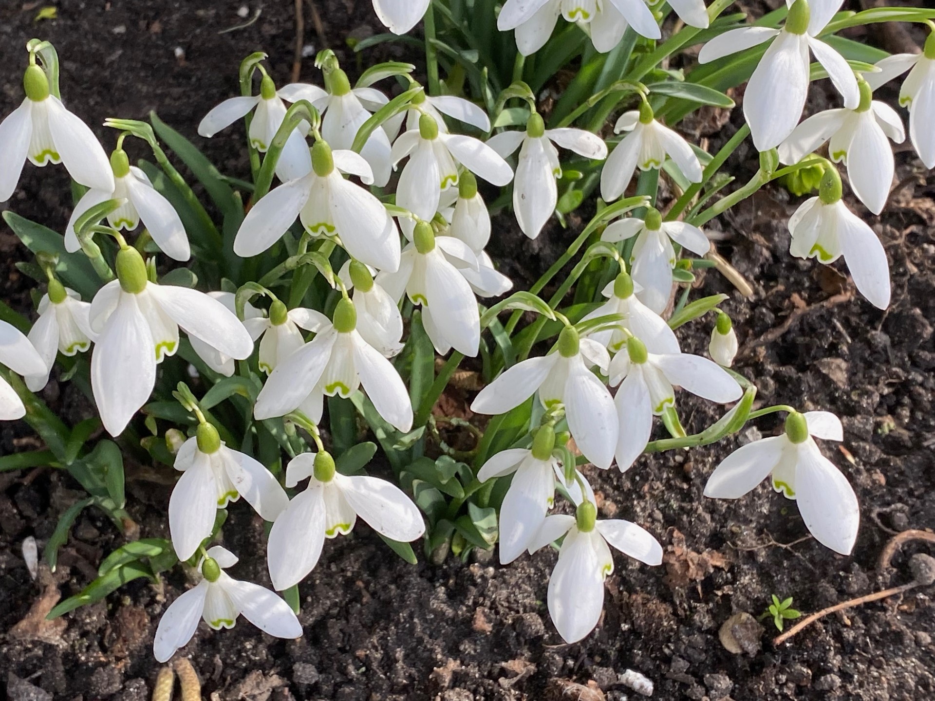 Vintergækker. Foto: Ukendt kilde