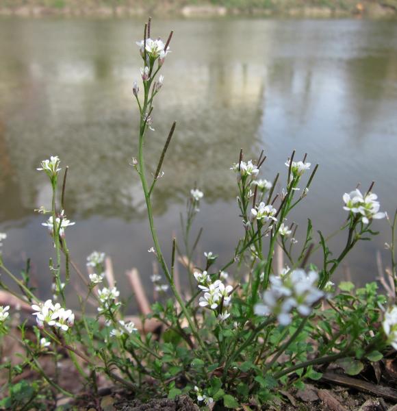 Rosetspringklap. Foto: Pixabay