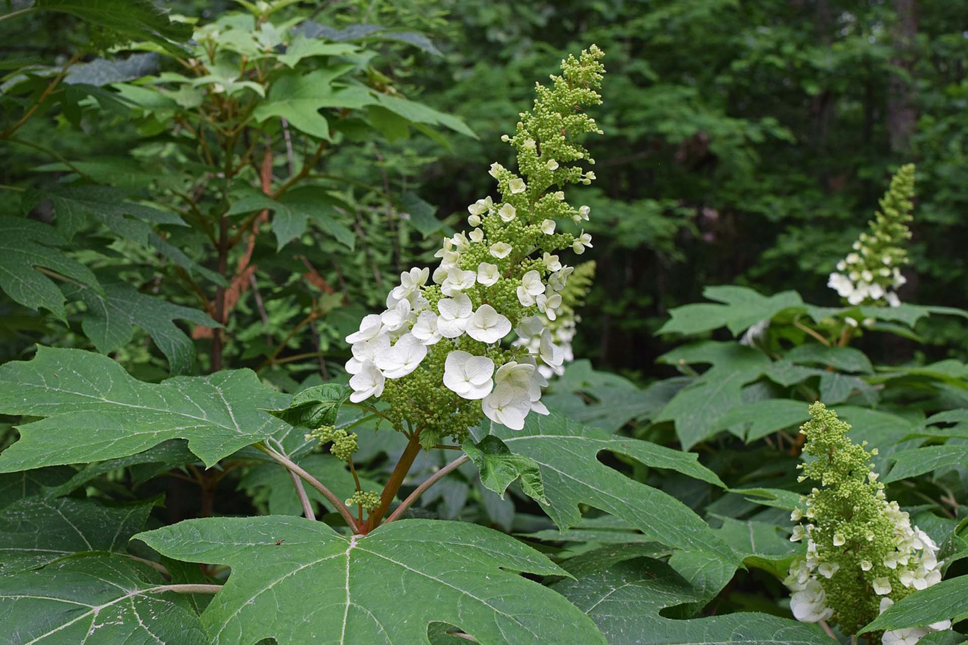 Egebladet hortensia, Hydrangea quercifolia. Foto: Pixabay