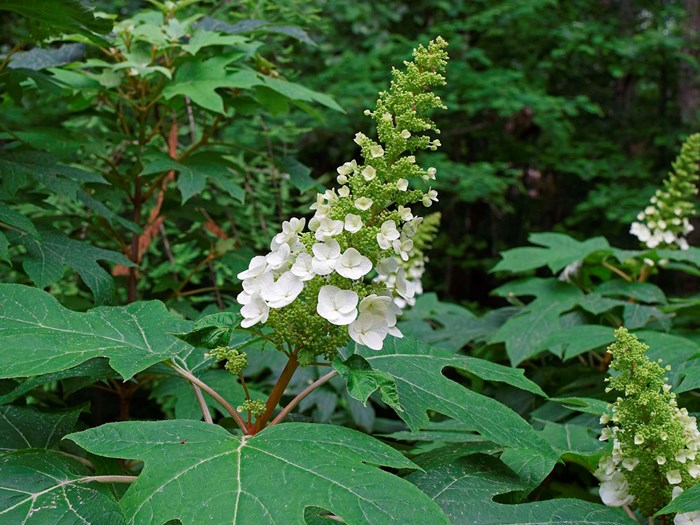 Egebladet hortensia, Hydrangea quercifolia. Foto: Pixabay