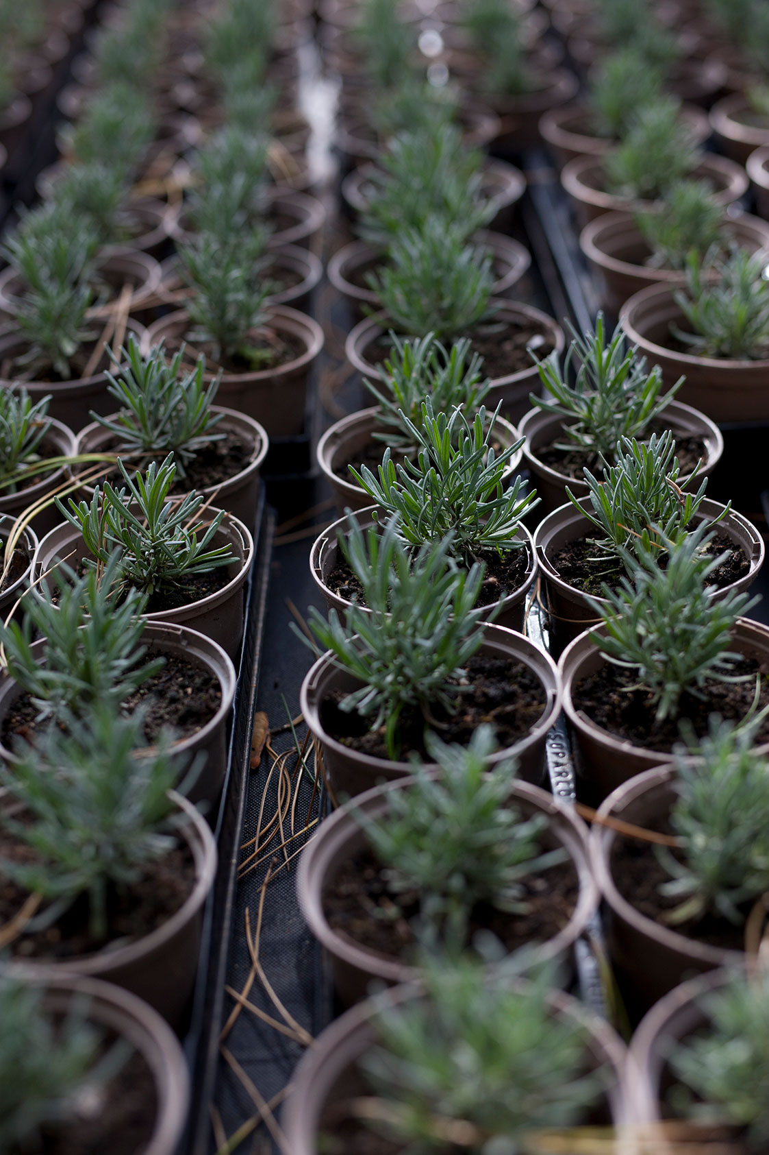 Lavendelstiklinger, der er et år gamle. Foto: Esther Geneser 