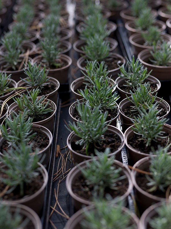 Lavendelstiklinger, der er et år gamle. Foto: Esther Geneser