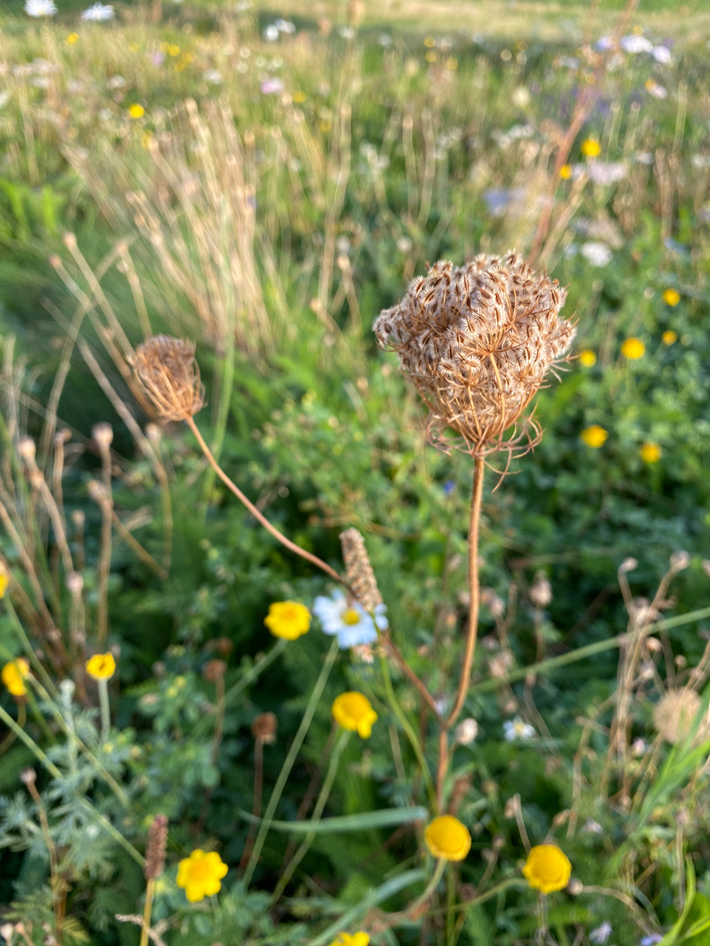 Frøstand fra vild gulerod. Foto: Haveselskabet