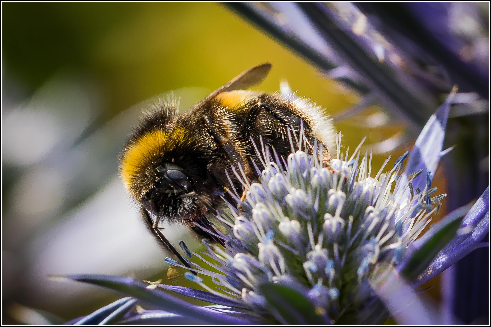 Lys jordhumle på russisk mandstro, Eryngium planum - en plante til en tør, solrig plads. Foto: Flickr/Smudge9000