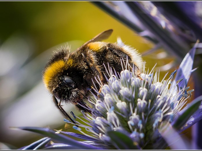 Lys jordhumle på russisk mandstro, Eryngium planum - en plante til en tør, solrig plads. Foto: Flickr/Smudge9000