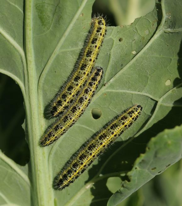Larver af kålsommerfugl. Foto: Karna Maj