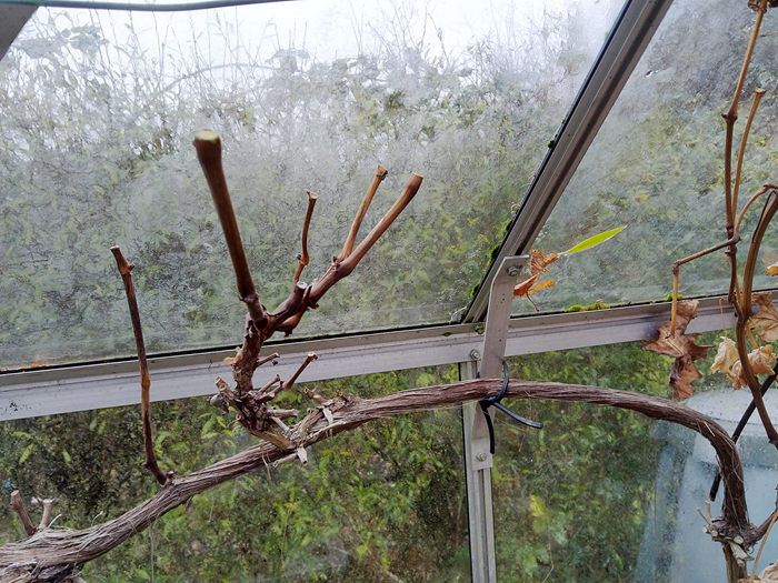 Her er alle ranker på sidegrenen skåret tilbage, så der er er 2-3 knopper tilbage. Foto: Haveselskabet