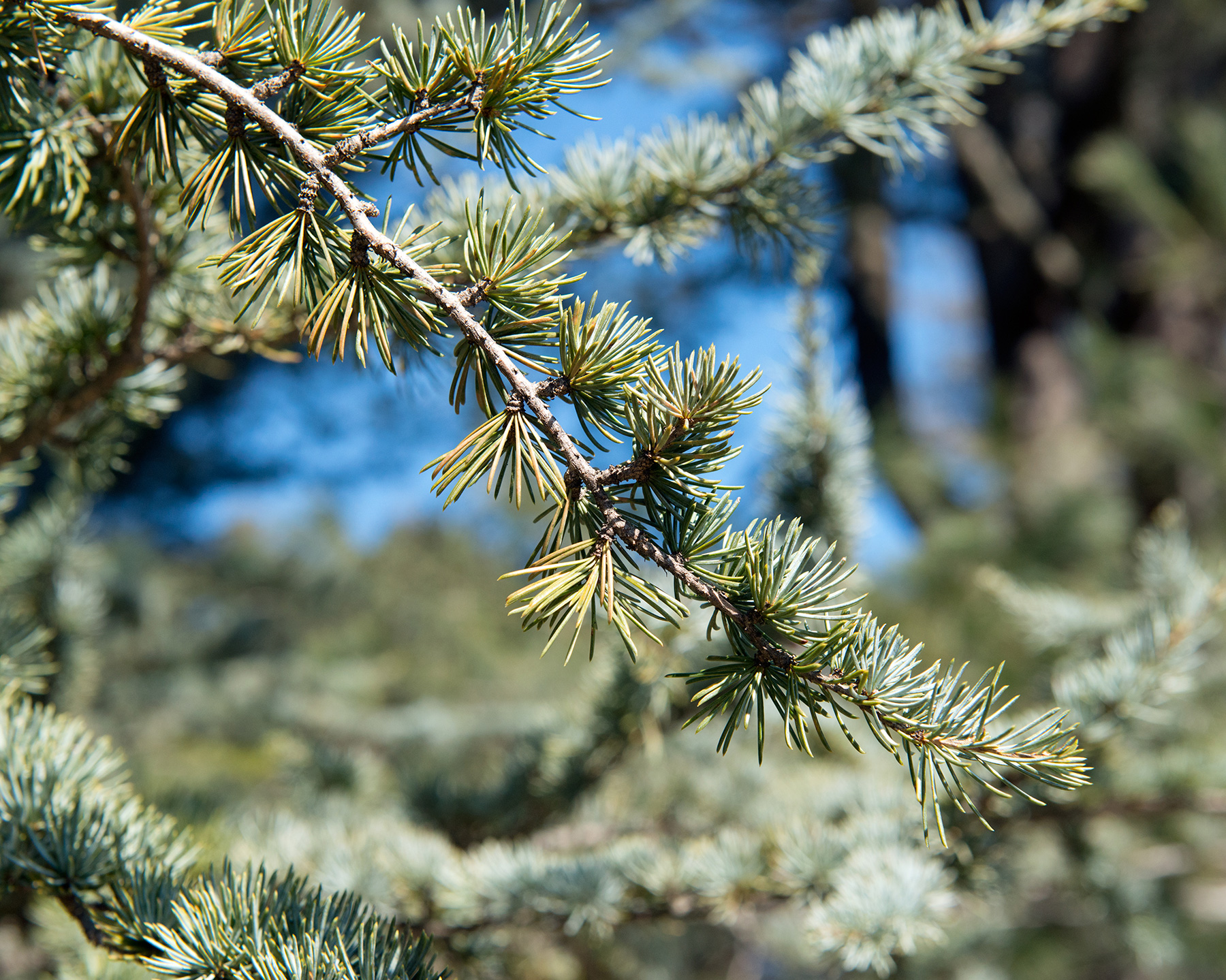 Atlasceder, Cedrus atlantica 'Glauca'. Foto: Flickr/Plant Image Library