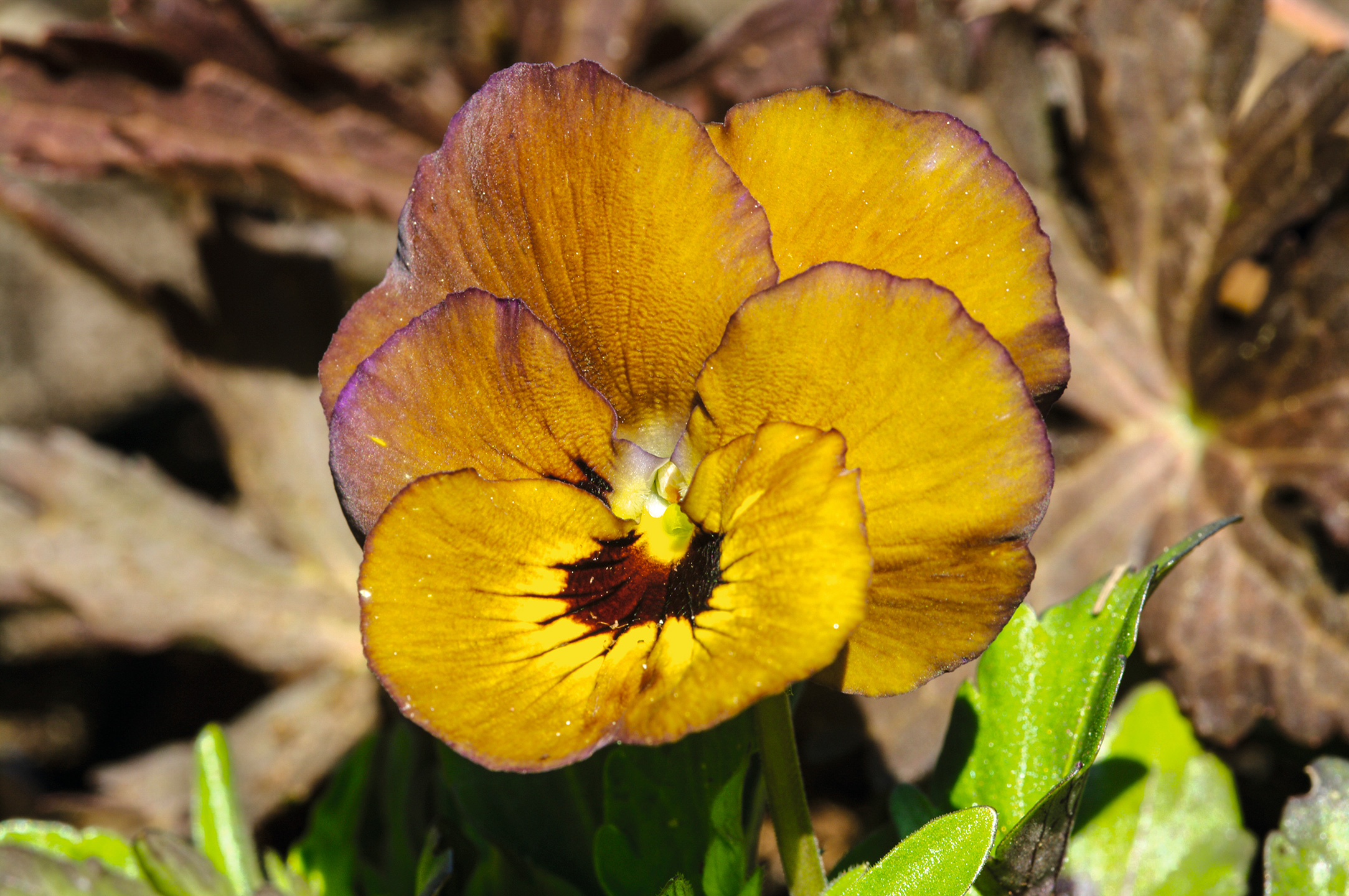 'Irish Molly'. Foto: Birgit Husted Bendtsen