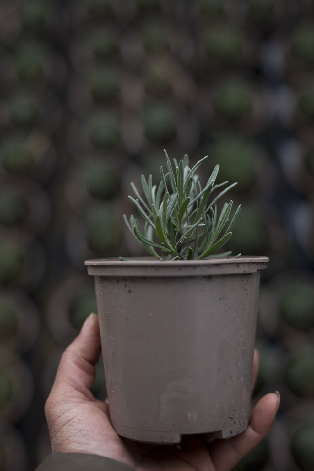 Et år gammel lavendelstikling. Foto: Esther Geneser