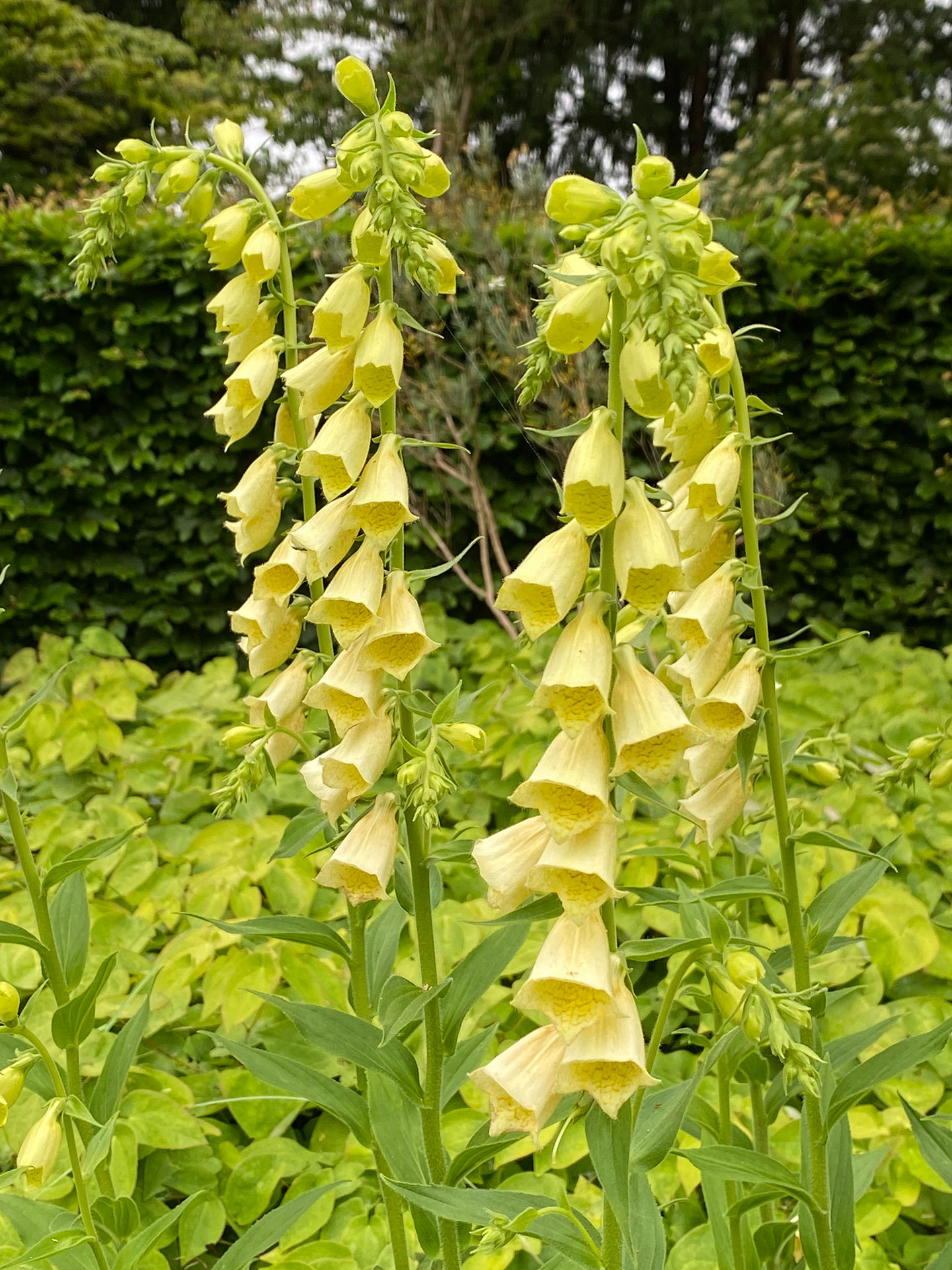 Storblomstret fingerbøl, Digitalis grandiflora 'Carillon'. Foto: Haveselskabet
