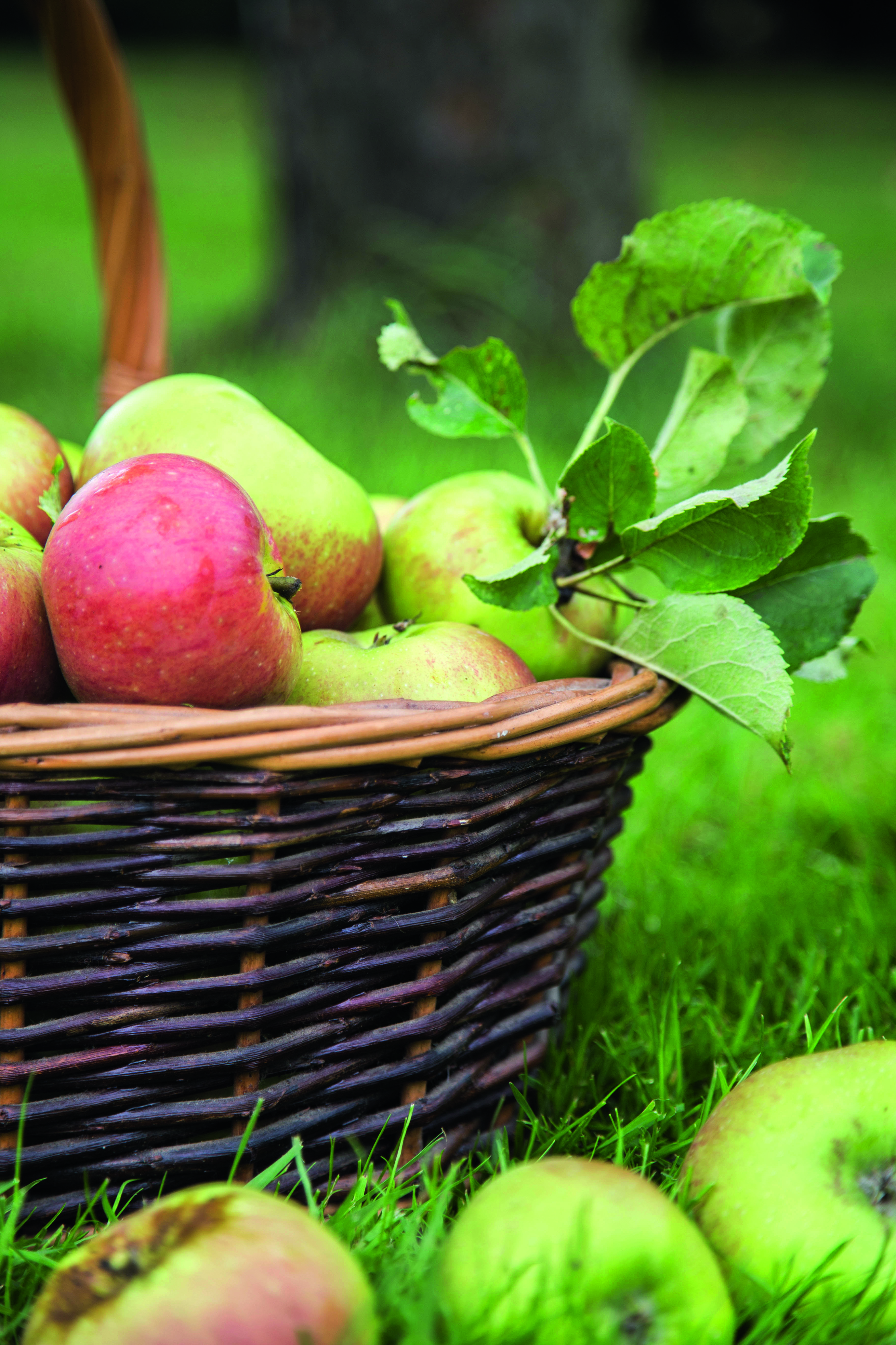 De syrlige madæbler  - også gode til at gemme