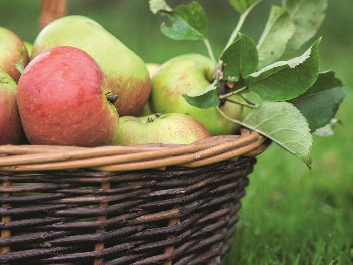 De syrlige madæbler - også gode til at gemme