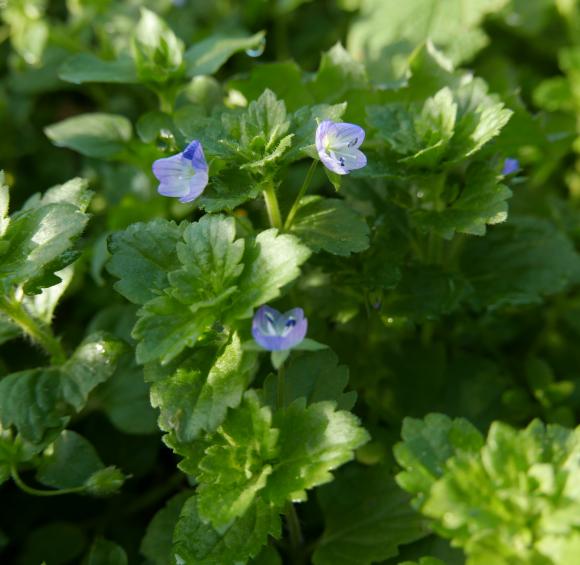 Ærenpris. Foto: Bodil Damgaard Petersen