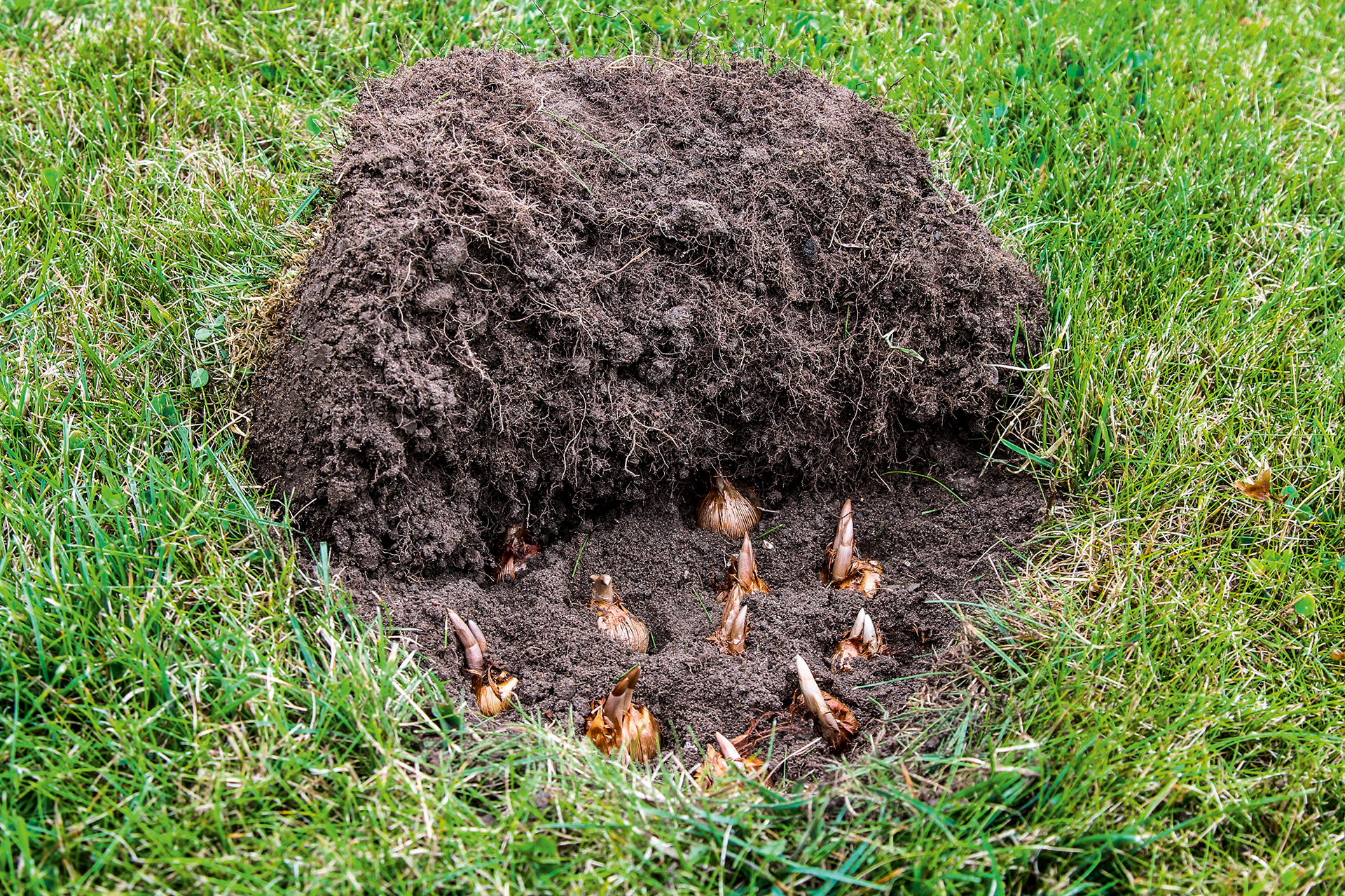 Løfter du et stykke græs af plænen med en spade, er det let at lægge en gruppe krokus og lægge græslåget tilbage igen. Foto: Jeanette Thysen