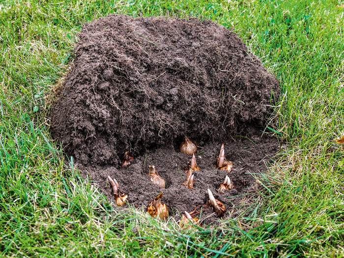 Løfter du et stykke græs af plænen med en spade, er det let at lægge en gruppe krokus og lægge græslåget tilbage igen. Foto: Jeanette Thysen