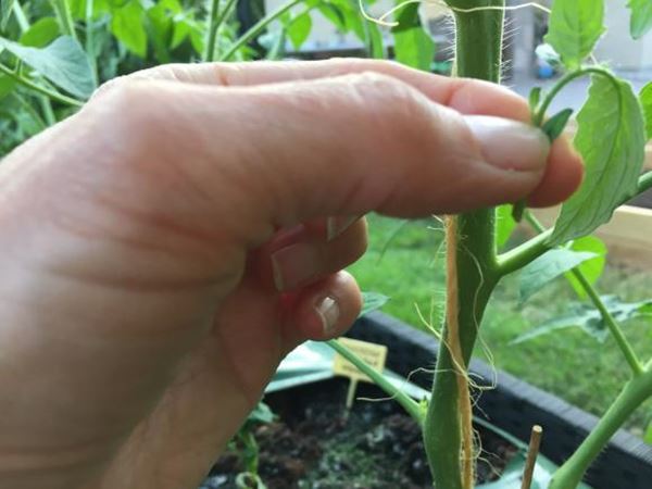 Knibning af sideskud på tomatplante. Foto: Haveselskabet