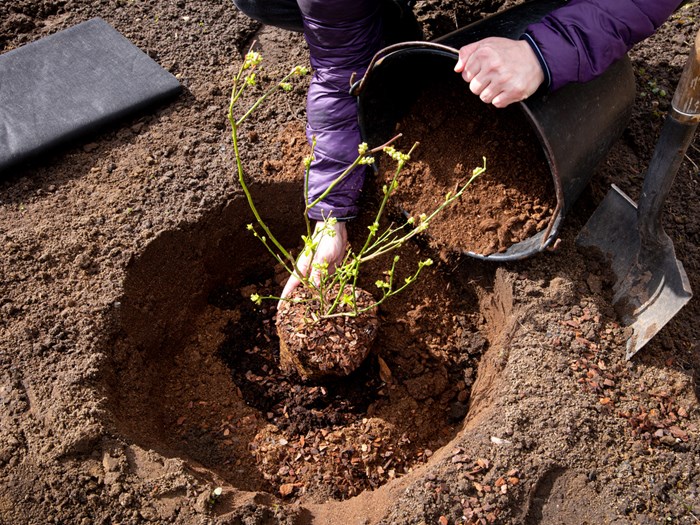 Blåbærbuske trives bedst subundsjord og sol. Foto.Istock