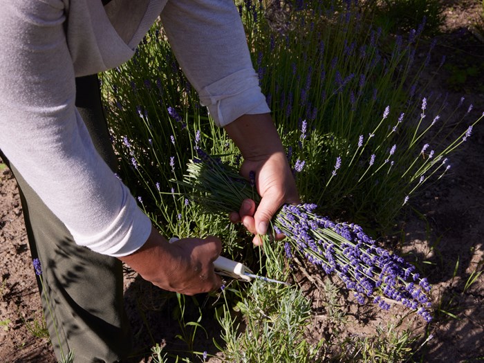 Lavendelkrans - trin 1. Foto: Thomas Evaldsen