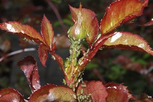 Bladlus på rose Foto: Magnus Gammelgaard