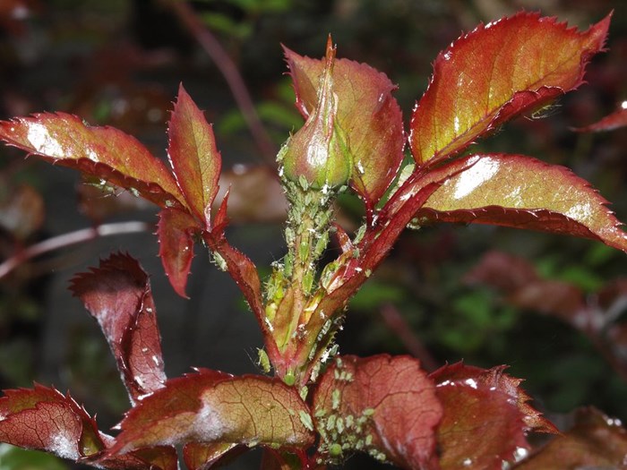 Bladlus på rose Foto: Magnus Gammelgaard
