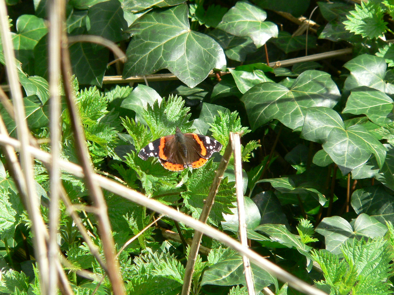 Et lidt vildt men solbeskinnet hjørne med vedbend og brændenælder, der begge er værtsplanter for forskellige sommerfuglelarver. Sommerfuglen admiral, Vanessa atalanta, luner sig i solen. Foto: Flickr/Robin Inkysloth