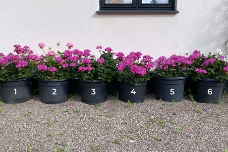 Sidst på sommeren med fin blomstring og vækst i alle jordblandinger. Jorden i potte 5, som var indkøbt spagnumfri jord, sank meget sammen og derfor syner planten mindre end de andre. Foto: Bodil Damgaard Pedersen.