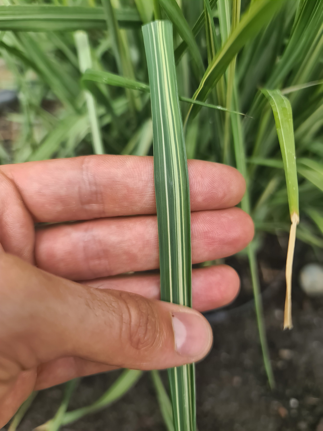 Stor pibegræs, Molinia arundinacea Norðic 'Tiki Lights'. Foto: Staudegaarden