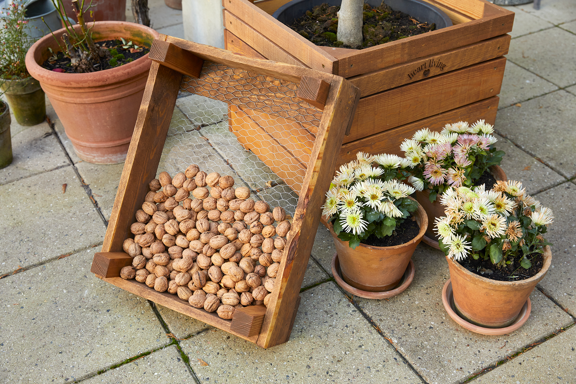 Tørrekasse til valnødder. Foto: Thomas Evaldsen