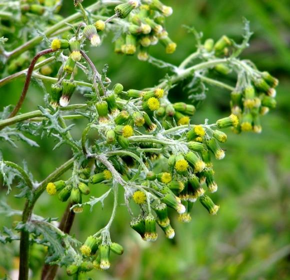 Almindelig brandbæger. Foto: Geograph.org.uk