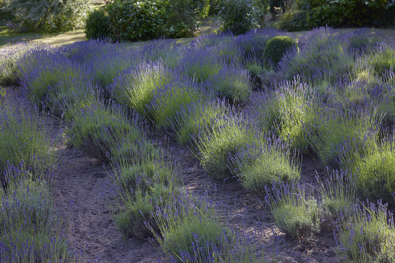 Lavendelmark. Foto: Thomas Evaldsen