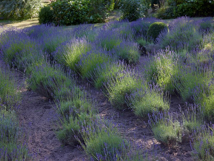Lavendelmark. Foto: Thomas Evaldsen