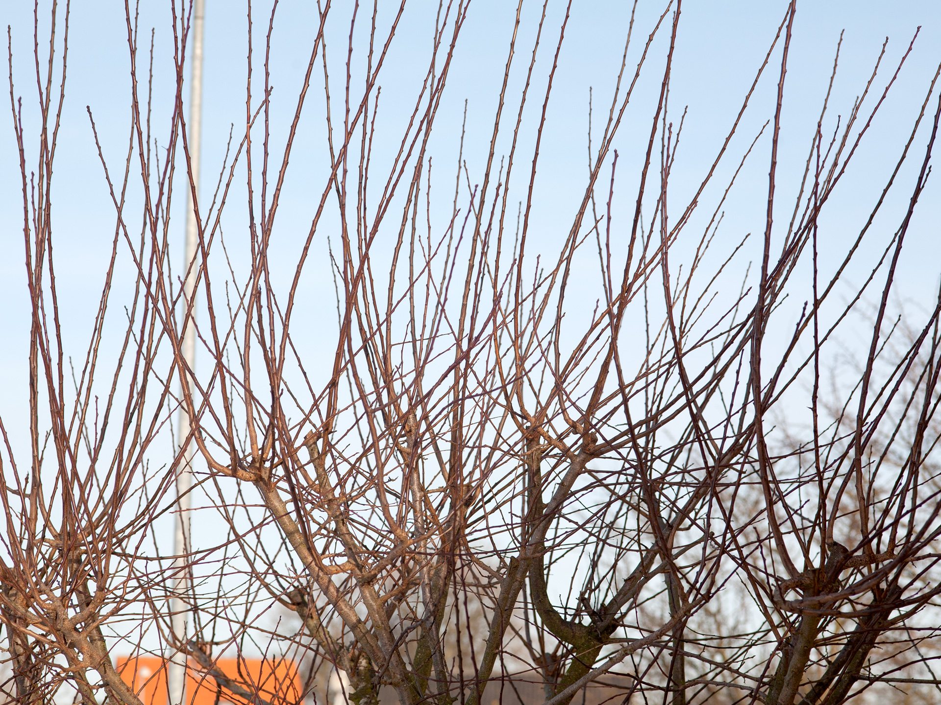 Vanris efter beskæring. Foto: Frank Kirkegaard