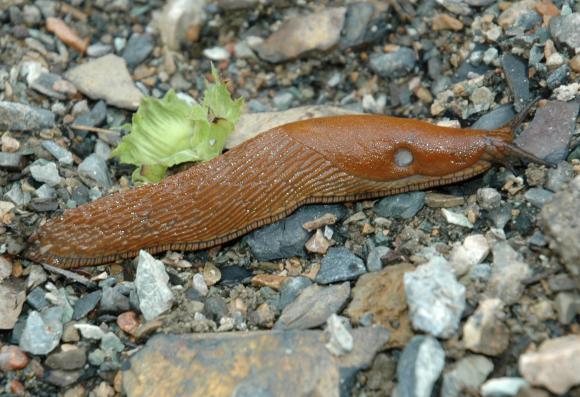 Iberisk skovsnegl bedre kendt som dræbersnegl. Foto: Wikimedia
