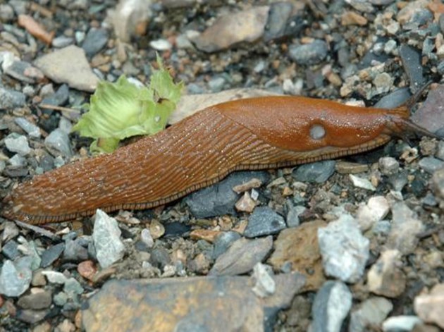 Iberisk skovsnegl bedre kendt som dræbersnegl. Foto: Wikimedia
