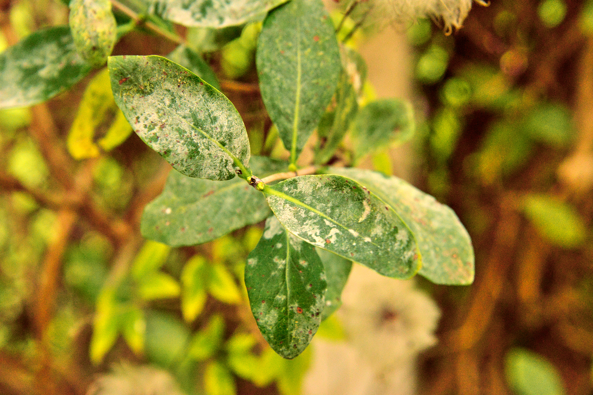 Kaprifolie ramt meldug. Foto: John Norrie