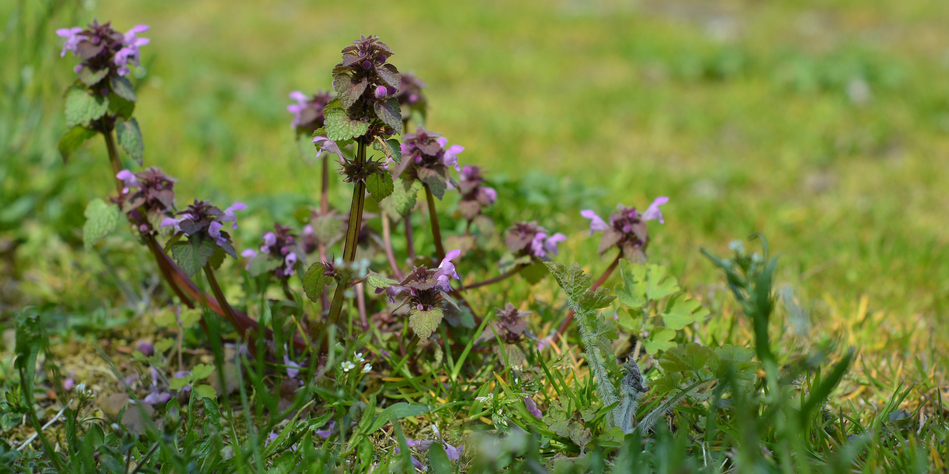 Rød tvetand. Foto: Pixabay