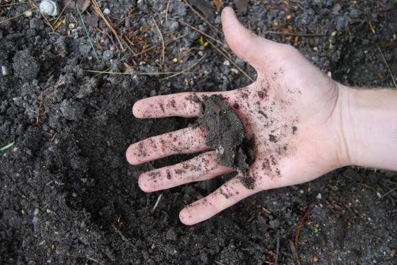 Kan du forme en pølse af jorden har du lerjord i haven. Foto: Haveselskabet