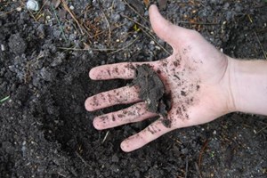 Kan du forme en pølse af jorden har du lerjord i haven. Foto: Haveselskabet