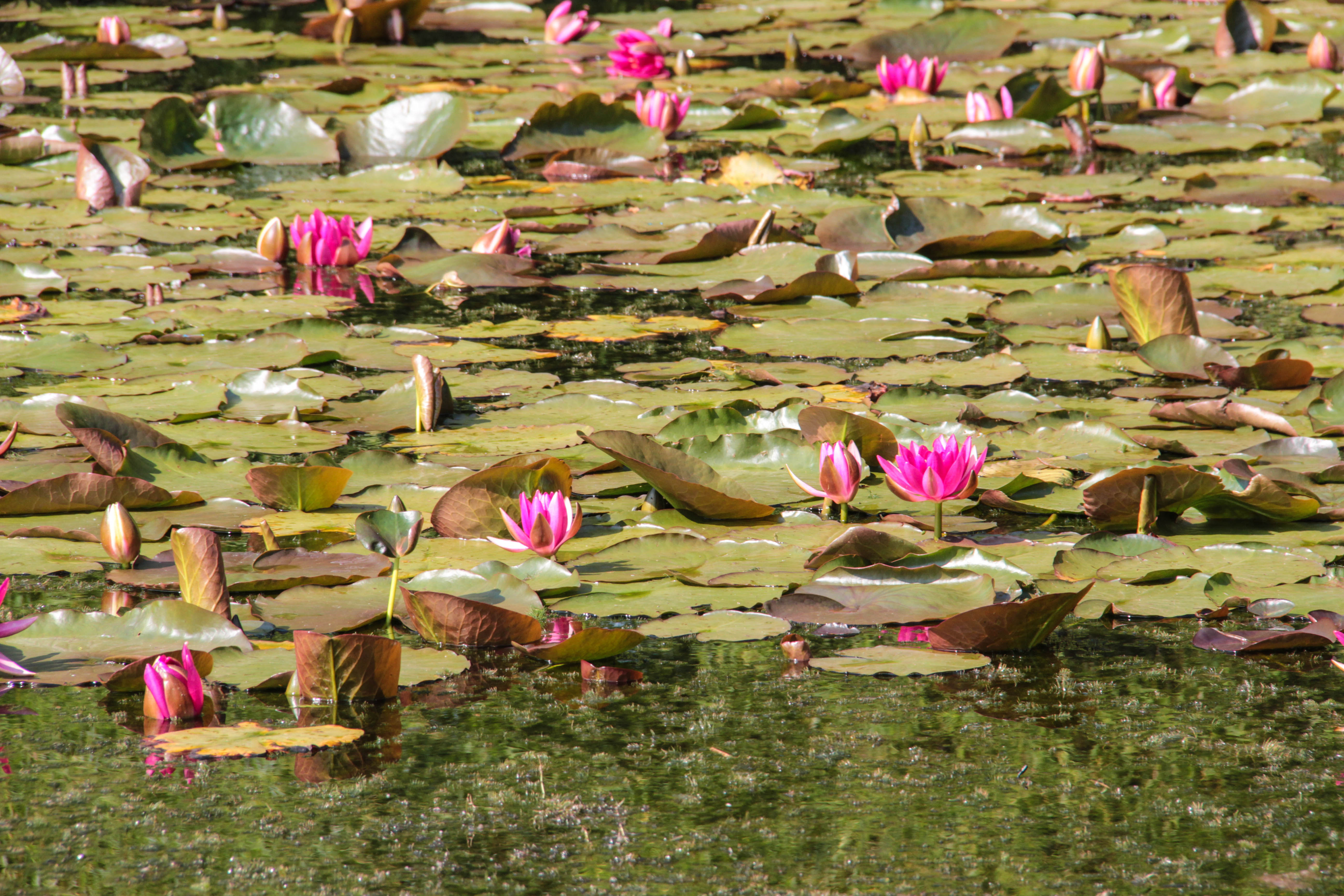 Dam med blomstrende nøkkerose ved Great Dixter. Foto: Flickr/Maureen Barlin
