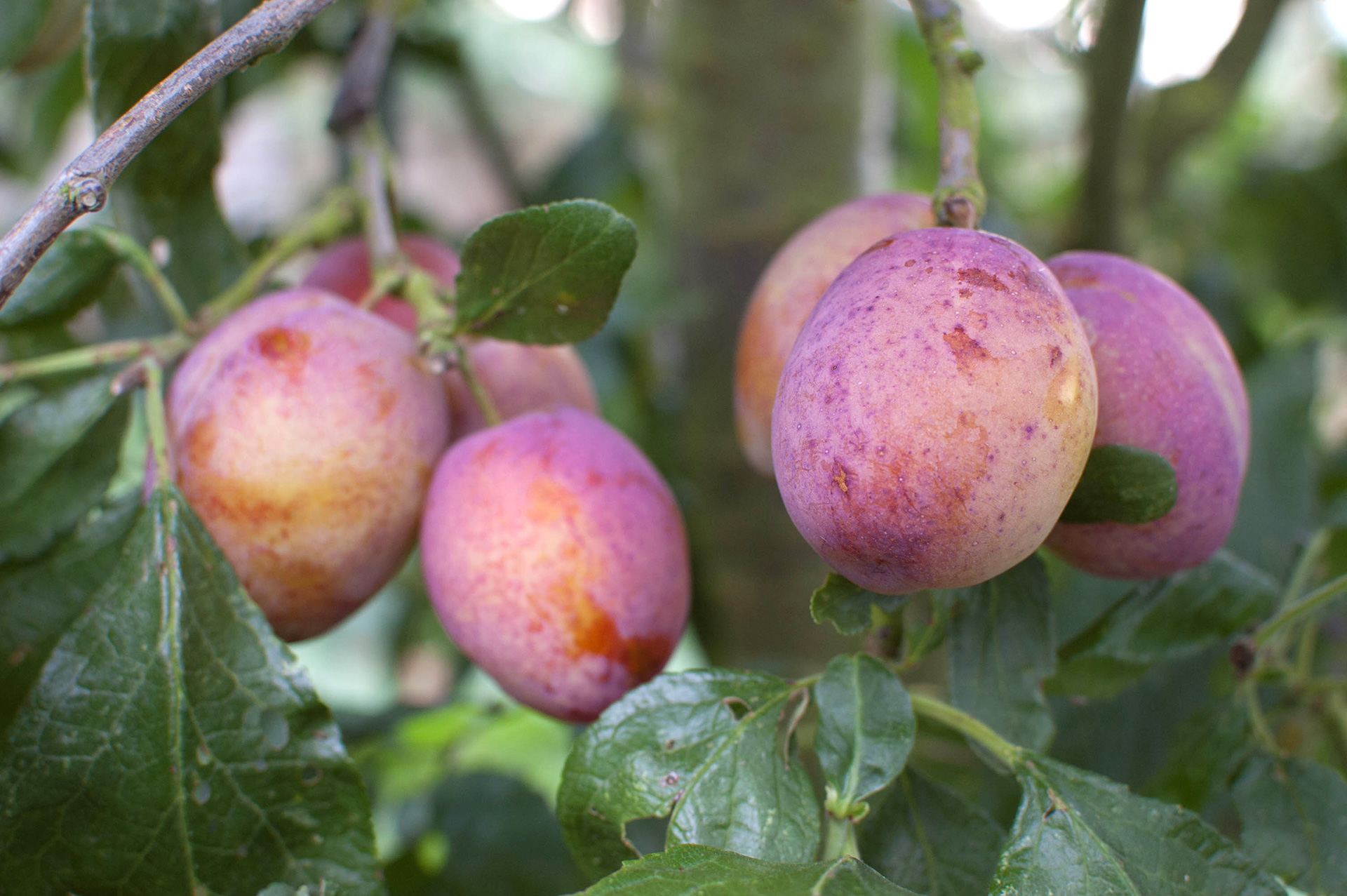 Foto: Flickr/Dave Gunn