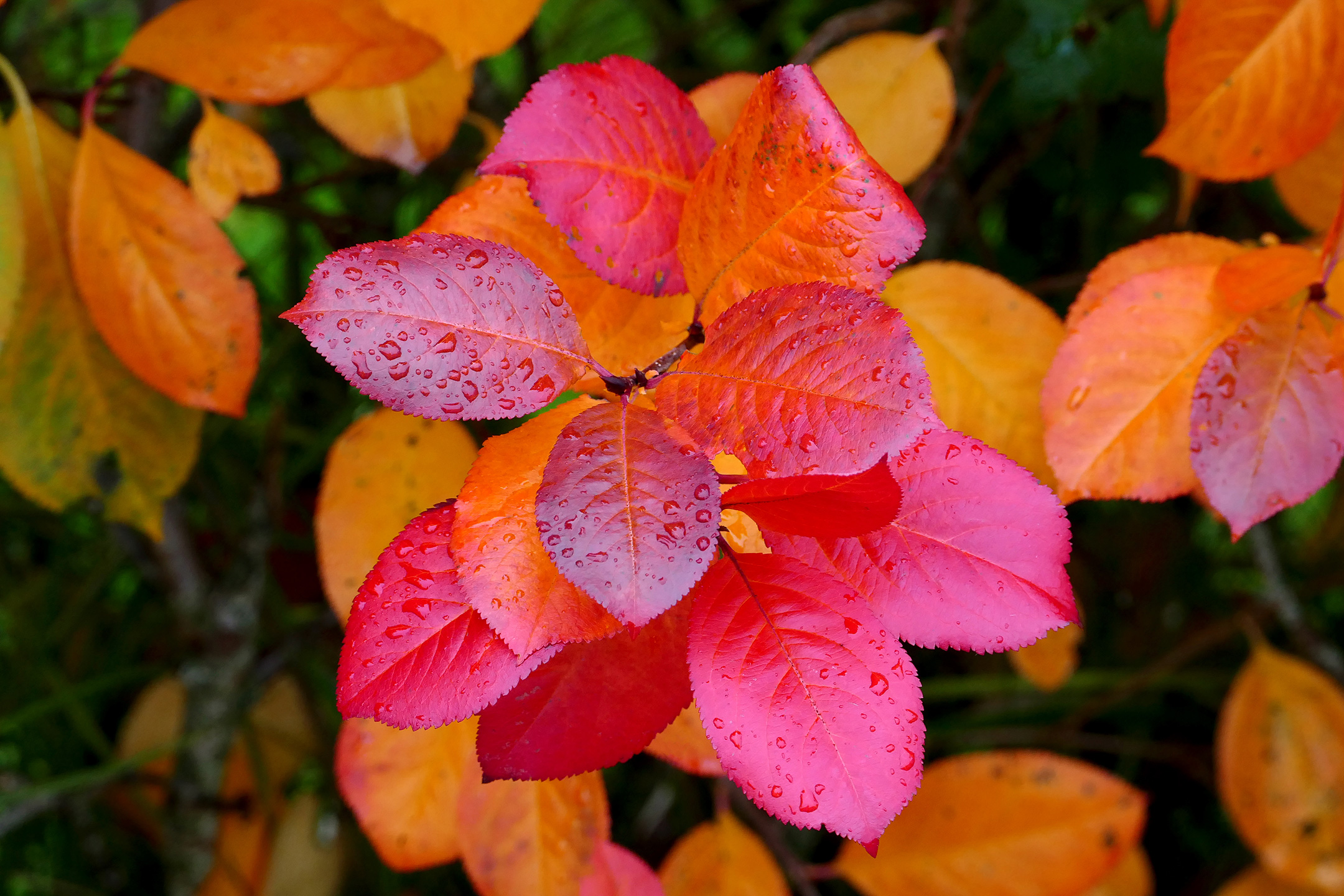 Surbær i efterårsfarver. Foto: Flickr/Ann Sophie Qvarnström