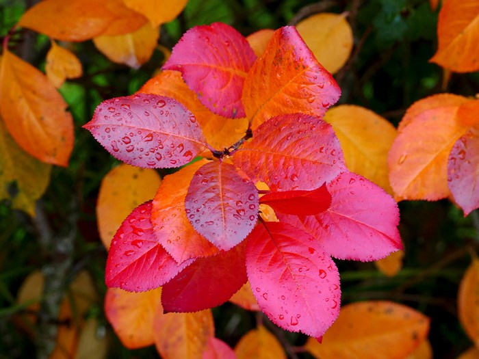Surbær i efterårsfarver. Foto: Flickr/Ann Sophie Qvarnström